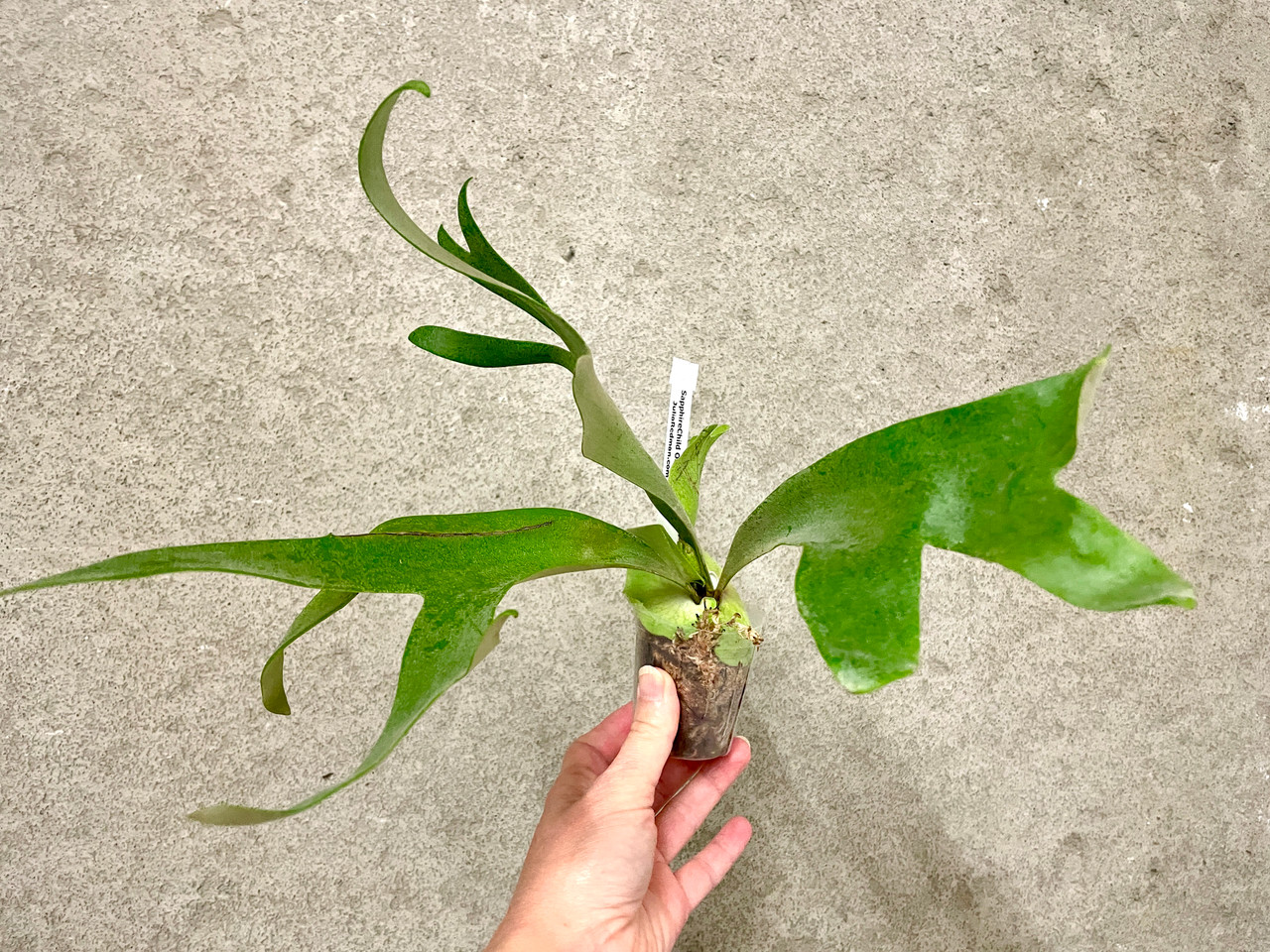 Platycerium willinckii Little Elf | rare fern | SapphireChild Orchids
