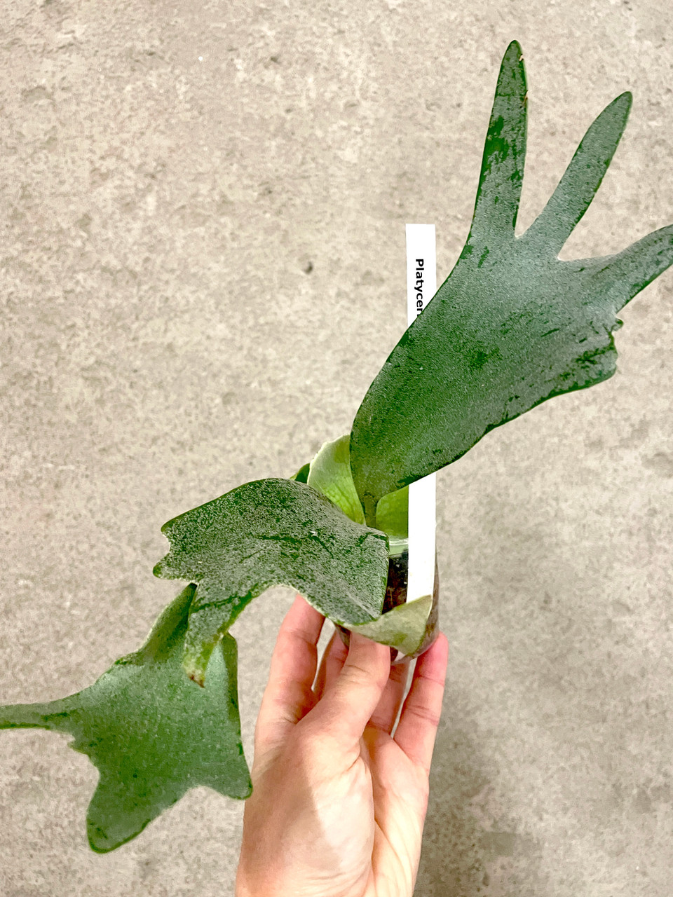 Platycerium willinckii Little Elf | rare fern | SapphireChild Orchids
