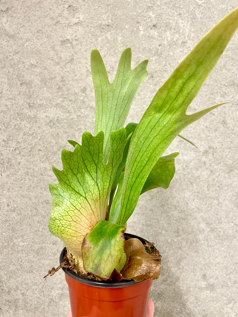 特大　Platycerium SS.Foong Platycerium SS Foong | rare fern | SapphireChild Orchids