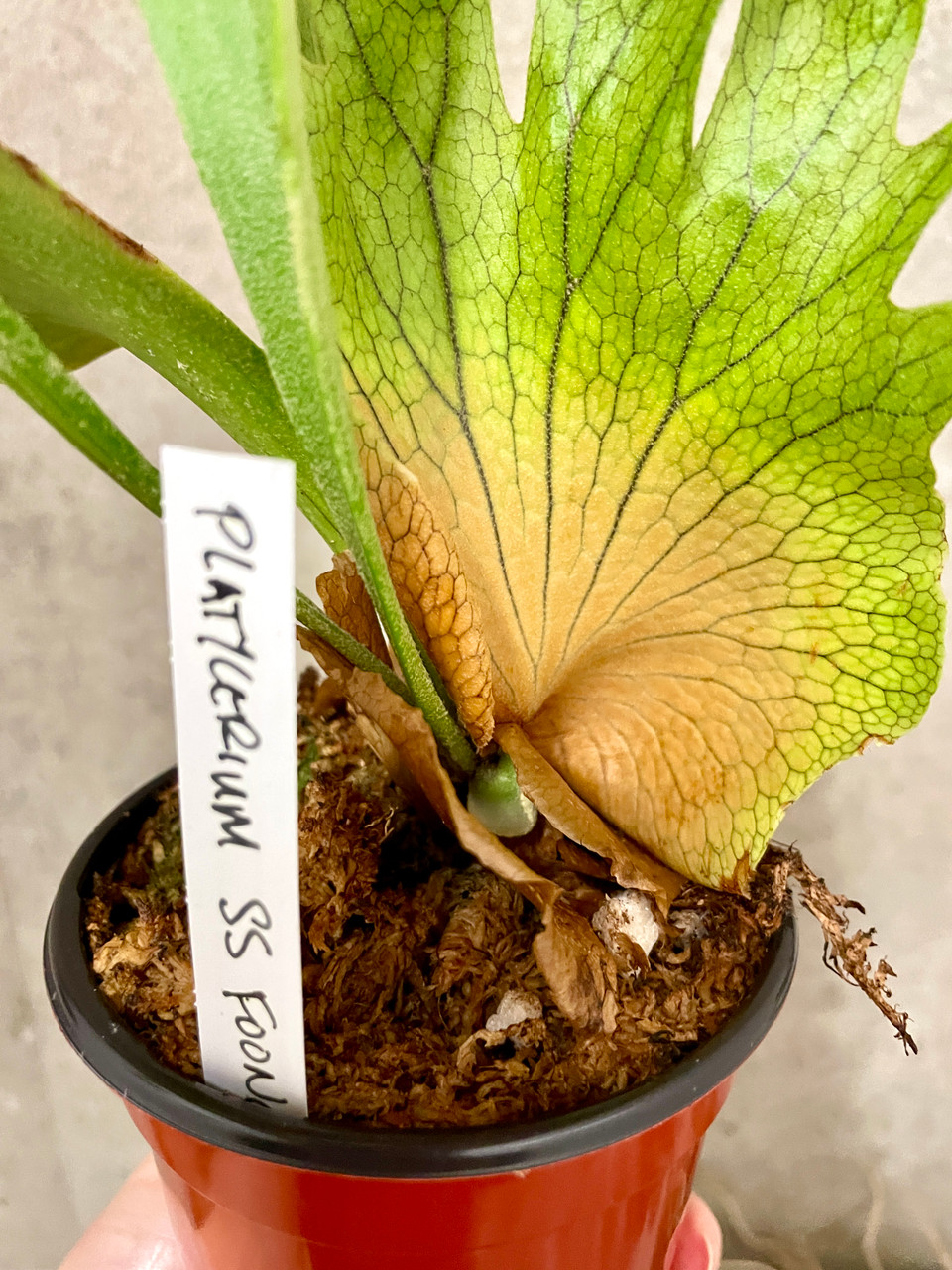 Platycerium SS Foong | rare fern | SapphireChild Orchids