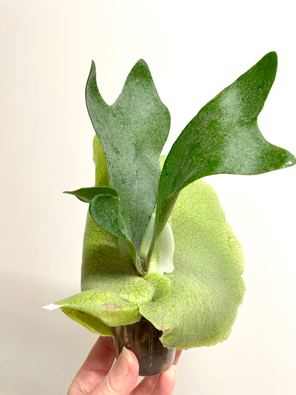 Platycerium elephantotis x willinckii | rare fern | SapphireChild