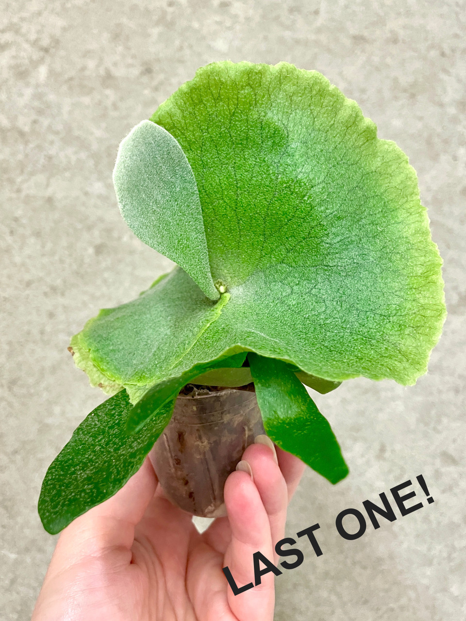 Platycerium elephantotis x willinckii | rare fern | SapphireChild