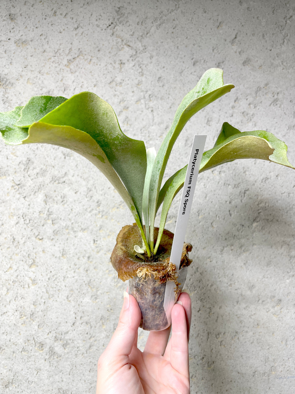 亮二 Platycerium OC 確認用 Platycerium Kitshakood