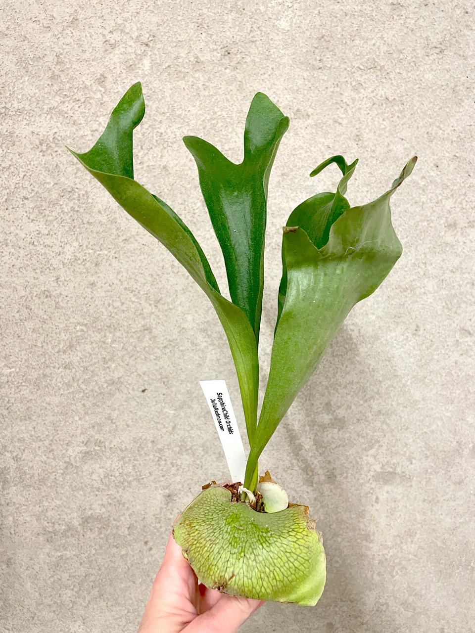 Hillii dwarf&curl 胞子 Platycerium hillii dwarf | rare fern | SapphireChild Orchids