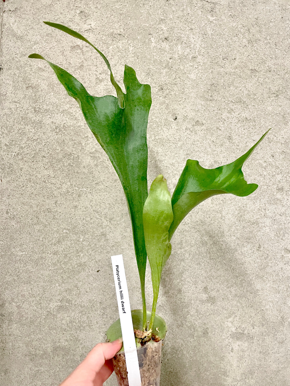 Platycerium hillii dwarf | rare fern | SapphireChild Orchids