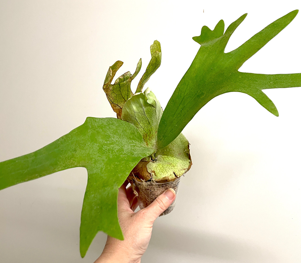 Platycerium willinckii 'Thousands of Arrow Fired' | rare fern