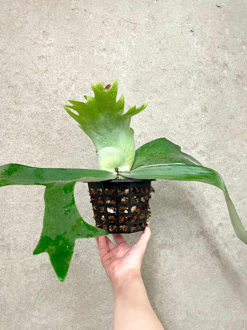ビカクシダ P.willinckii Thousands of arrows fired Platycerium willinckii 'Thousands of Arrow Fired' | rare fern