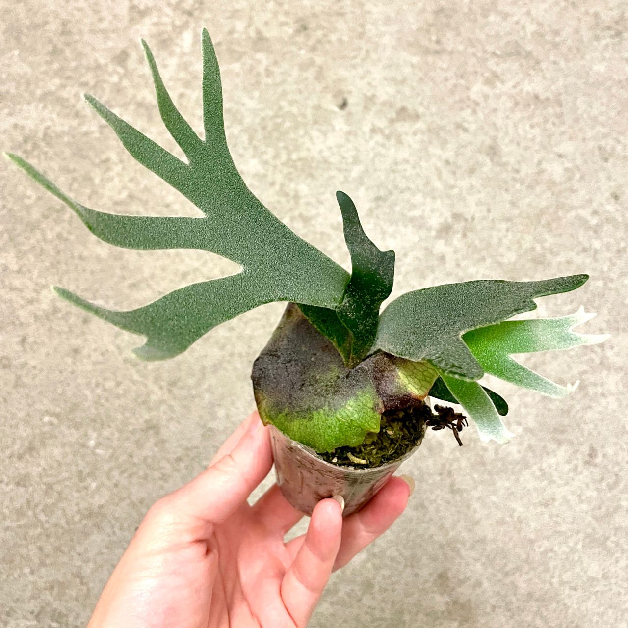 Platycerium willinckii 
