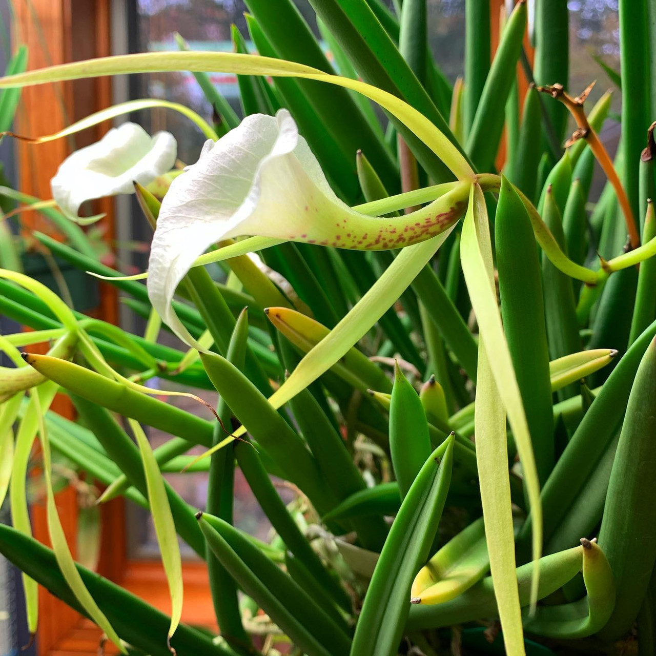 Brassavola nodosa 'Susan Fuchs' x 'Panama Soiree' | compot
