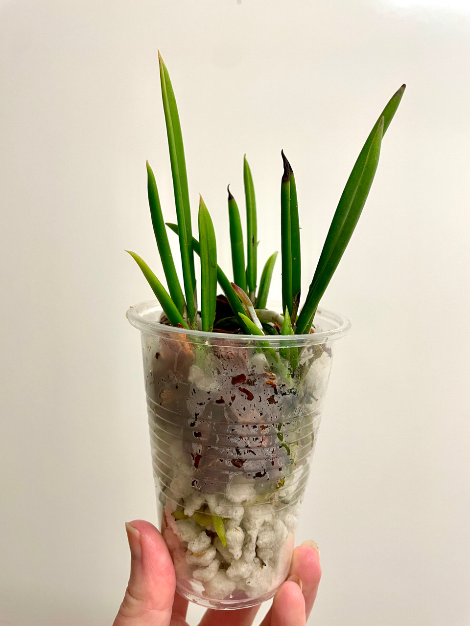 Brassavola nodosa 'Susan Fuchs' x 'Panama Soiree' | compot