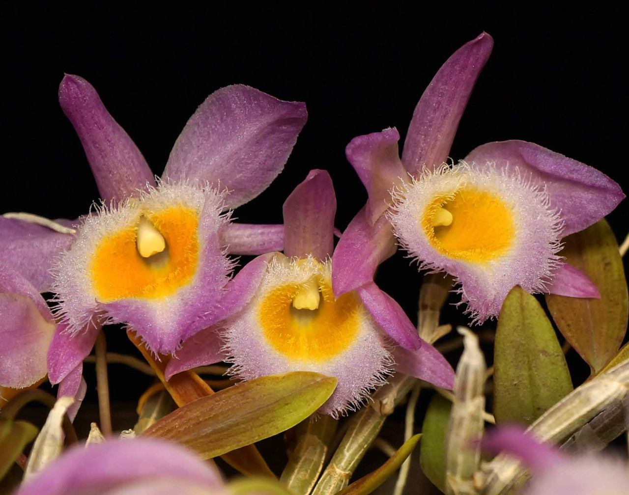 Dendrobium loddigesii | SapphireChild Orchids at Julia Redman Art