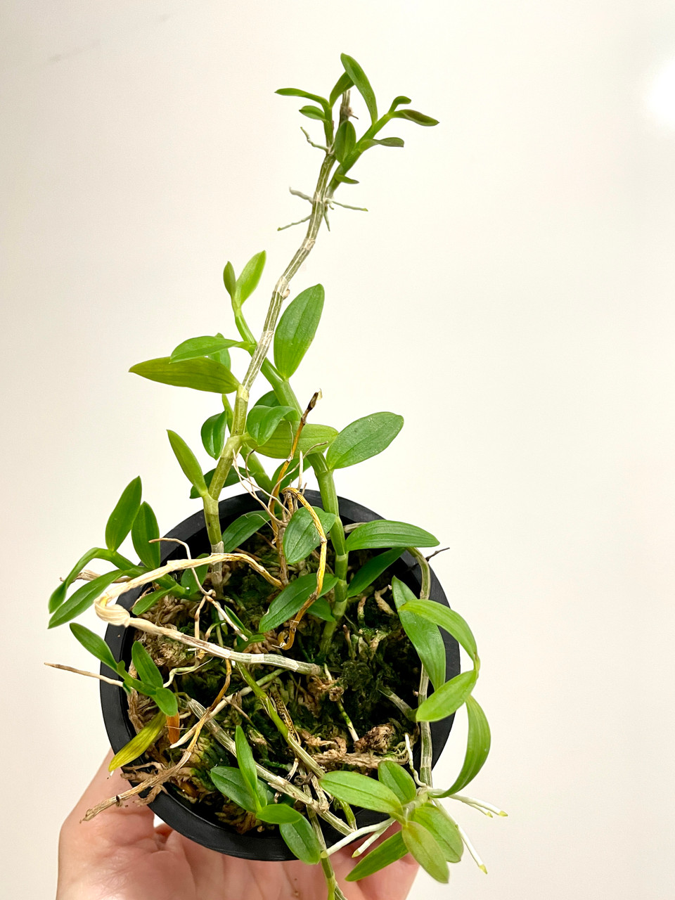 Dendrobium loddigesii | SapphireChild Orchids at Julia Redman Art