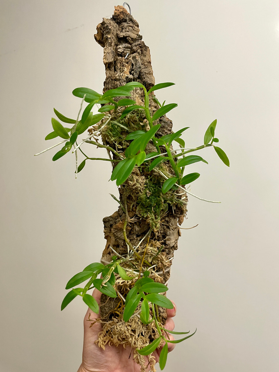 Dendrobium loddigesii | SapphireChild Orchids at Julia Redman Art