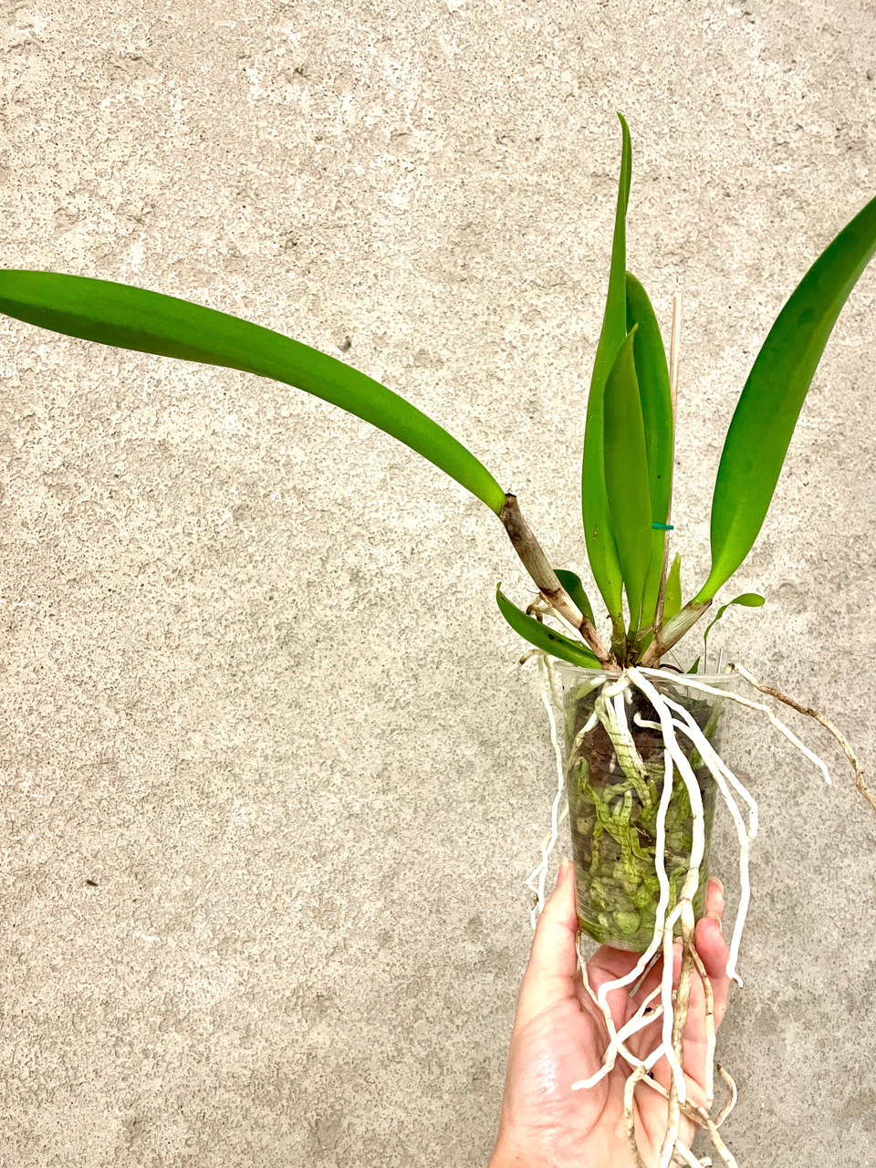 Blc Hilda Takamatsu | SapphireChild Orchids at Julia Redman Art