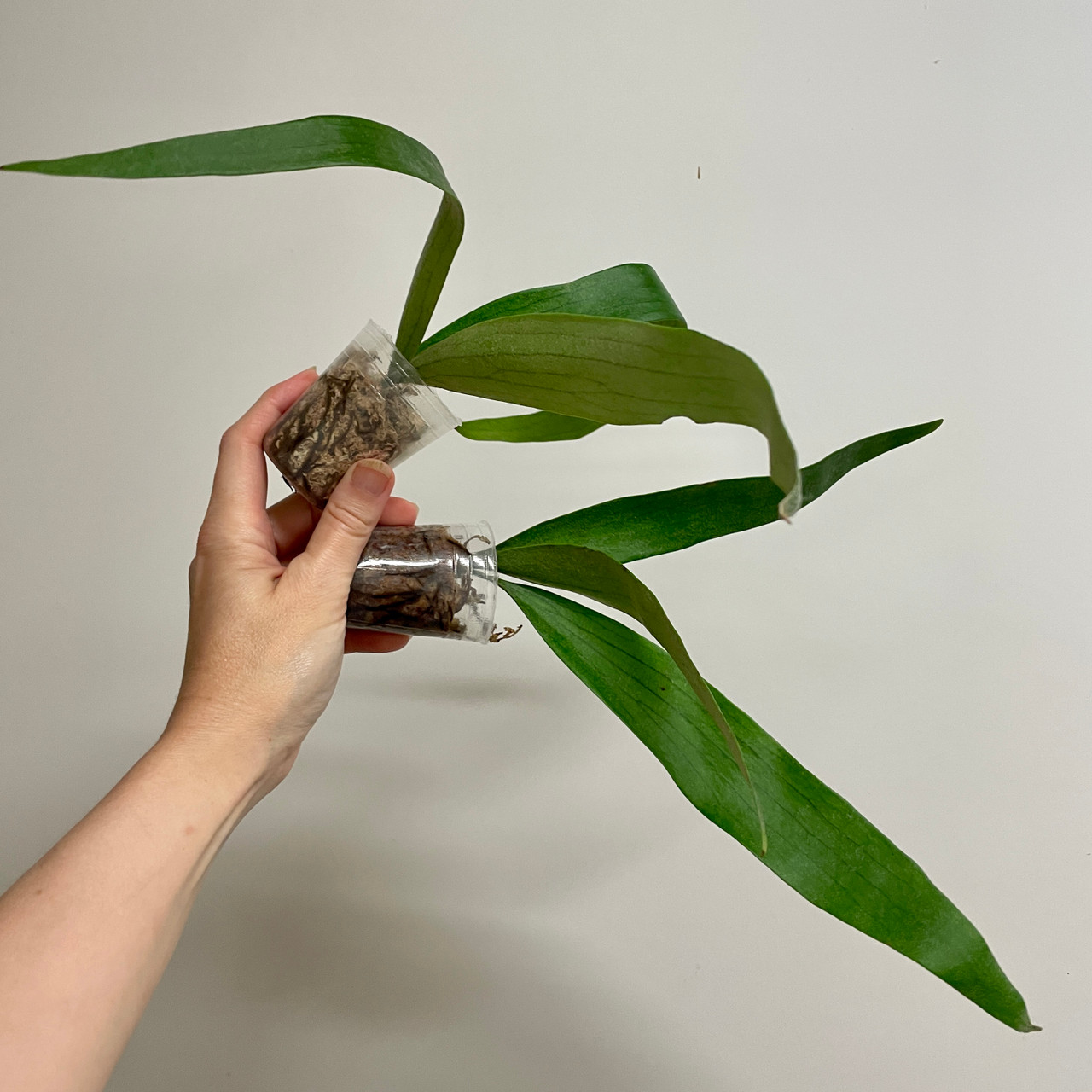 Platycerium bifurcatum x willinckii | SapphireChild Orchids