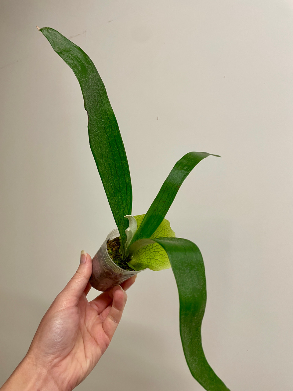 Platycerium bifurcatum x willinckii | SapphireChild Orchids