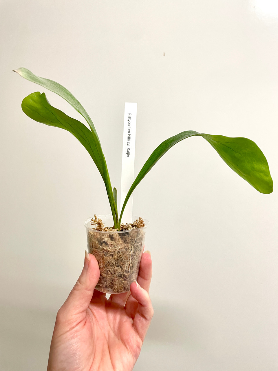 Platycerium hillii Raijin | rare fern | SapphireChild Orchids