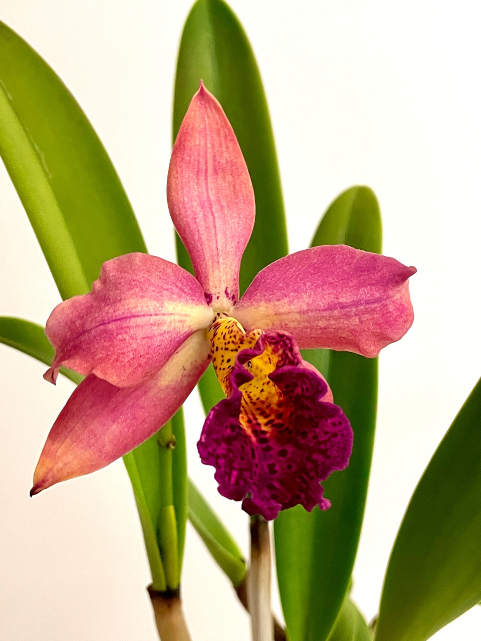 Blc Copper Queen | SapphireChild Orchids at Julia Redman Art