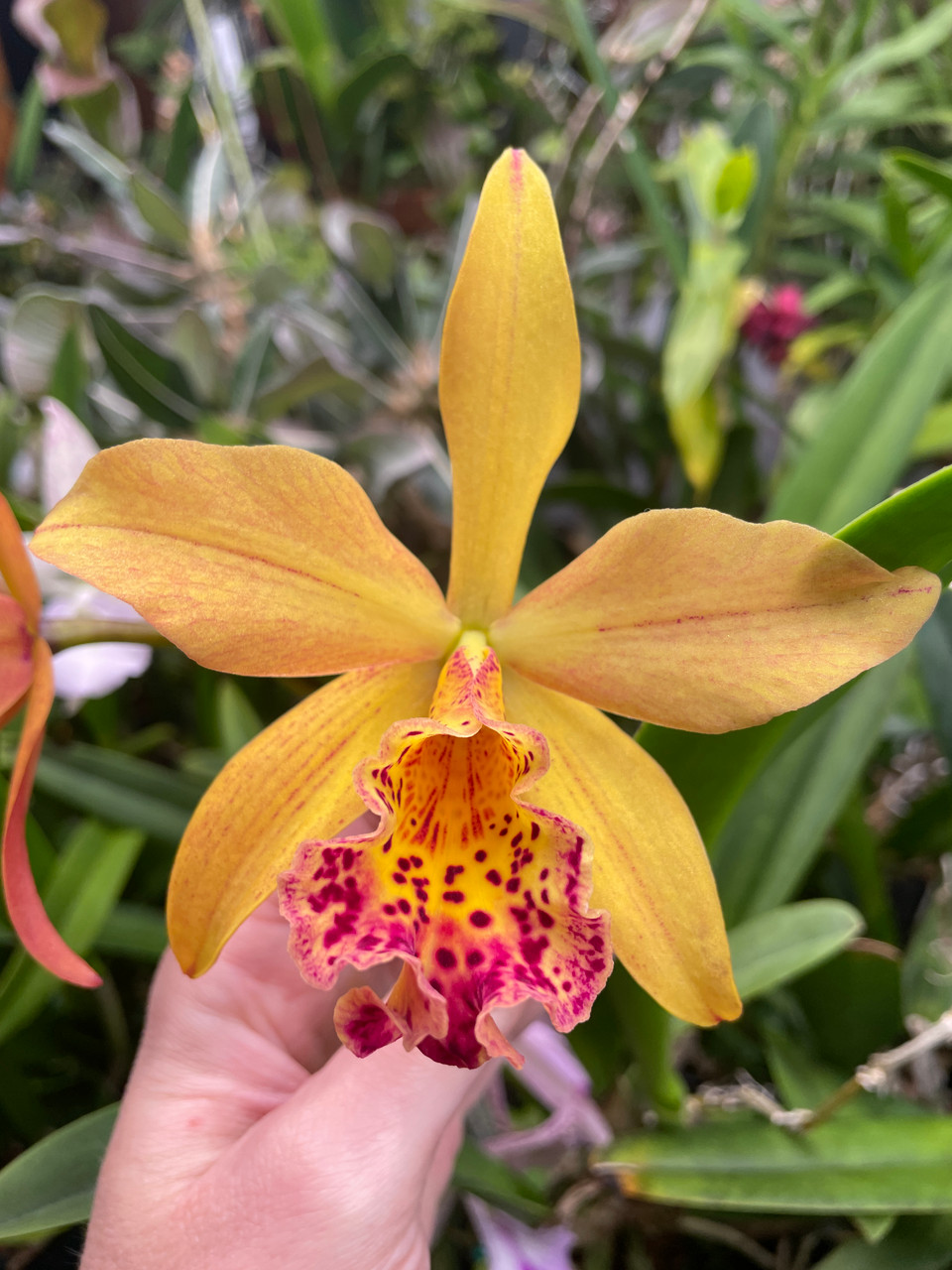 Blc Copper Queen | SapphireChild Orchids at Julia Redman Art