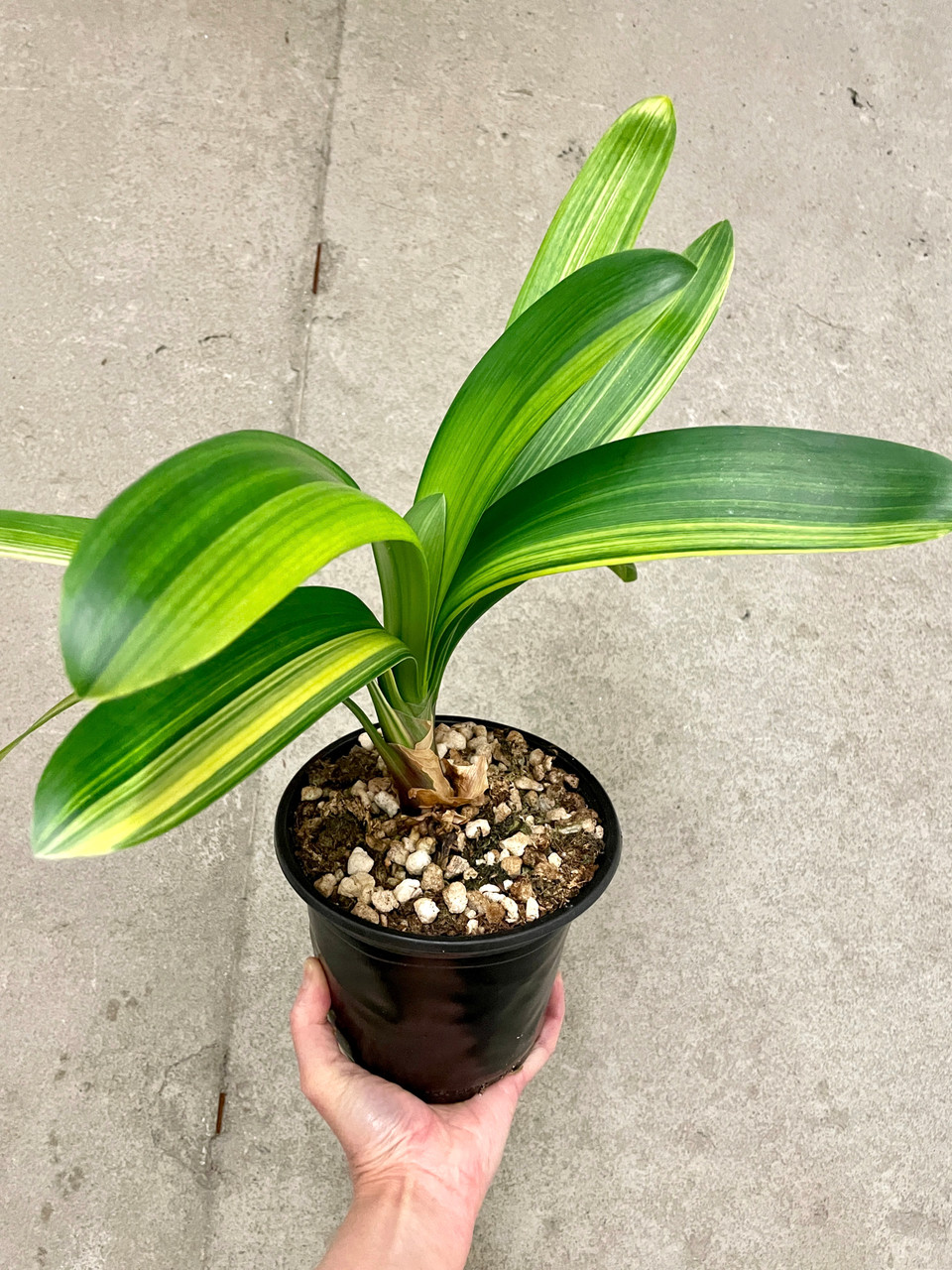 Clivia miniata Variegated | SapphireChild Orchids at Julia Redman Art