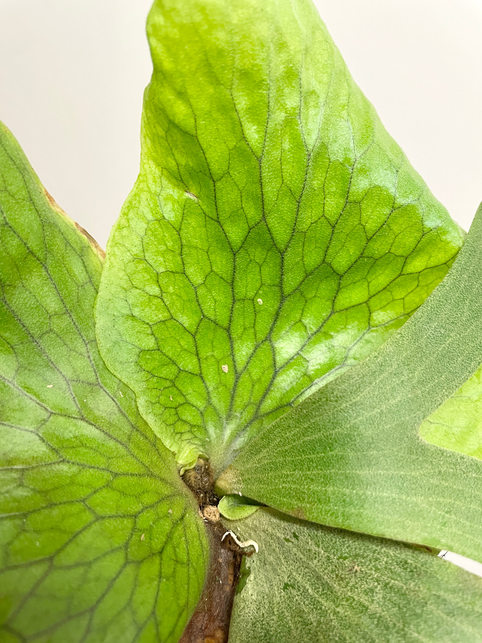 P.'Suriyon' (P.quadridichotomum×P.stemaria) ステマリア P.'Suriyon' (P.quadridichotomum×P.stemaria) ステマリア