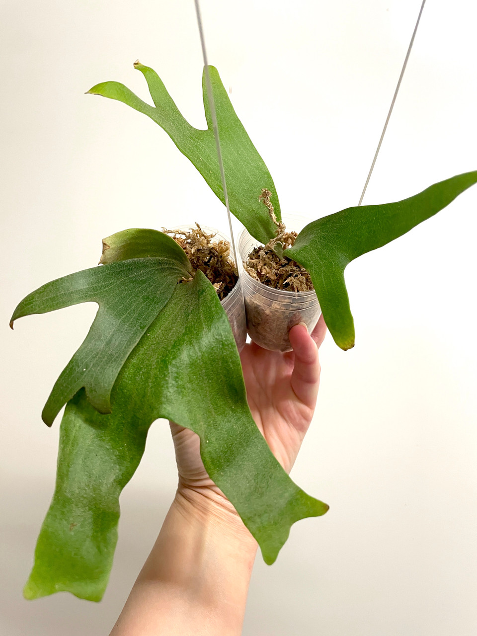 Platycerium madagascariense x quadridichotomum | dwarf rare fern