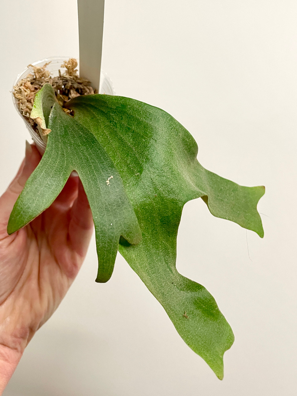 Platycerium madagascariense x quadridichotomum | dwarf rare fern