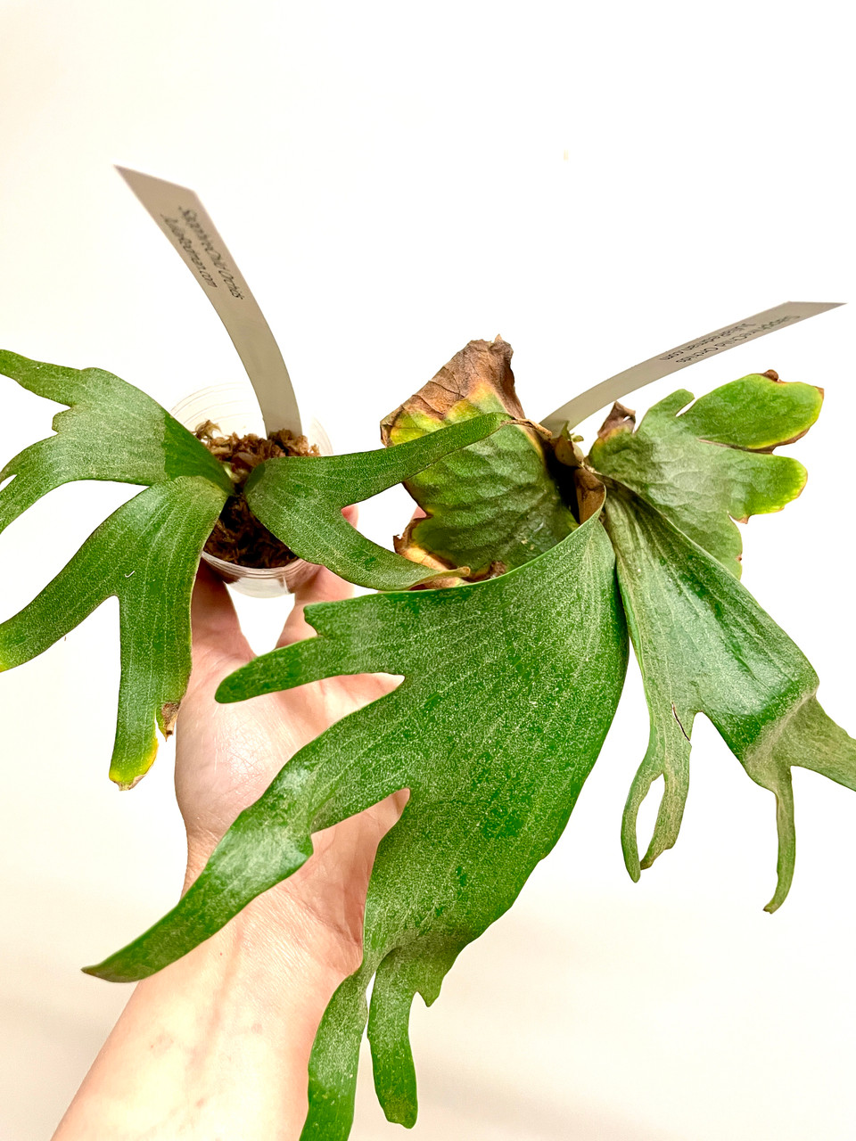 Platycerium madagascariense x quadridichotomum | dwarf rare fern