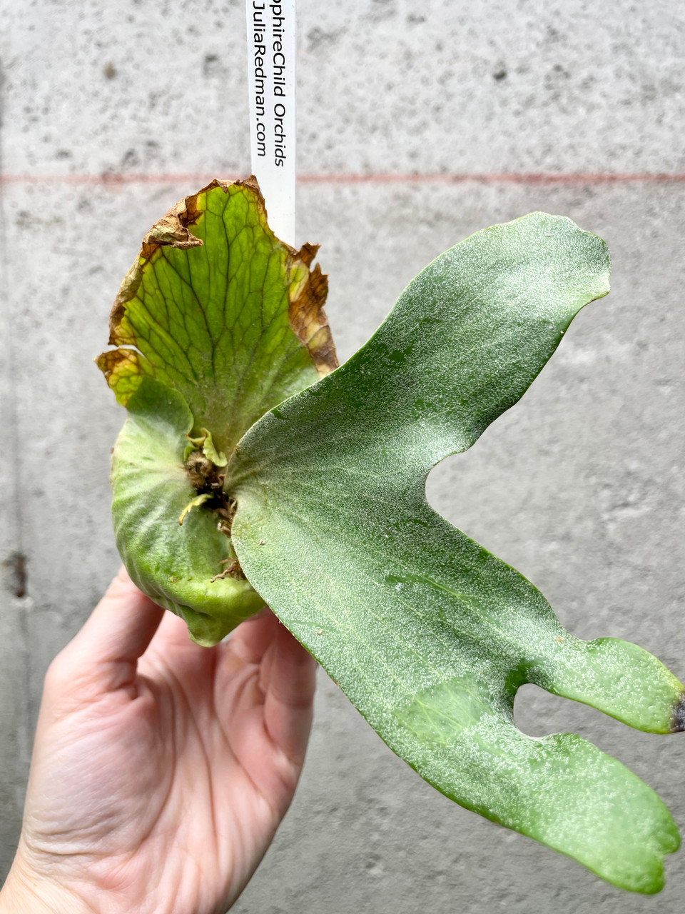 Platycerium madagascariense x quadridichotomum | dwarf rare fern