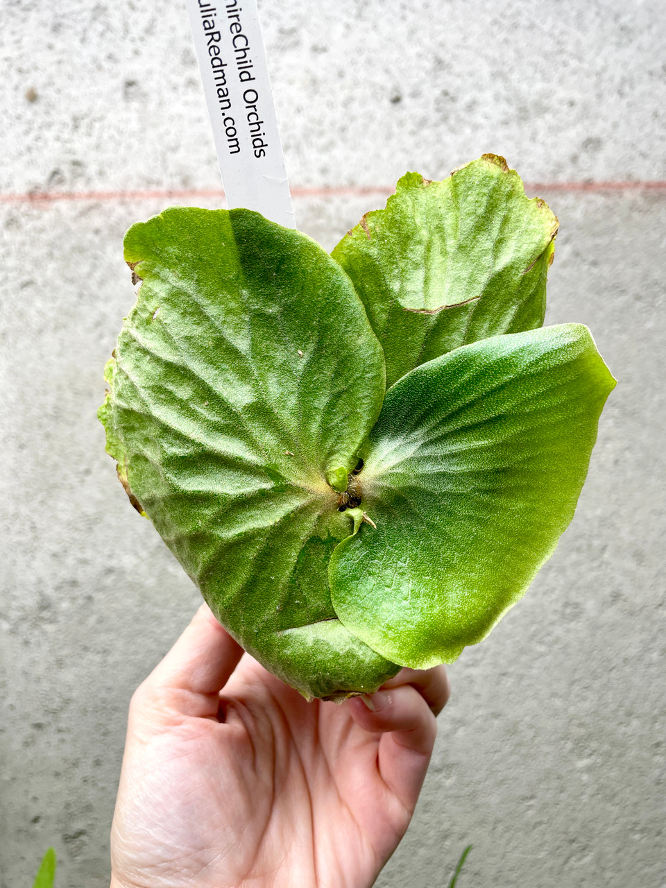 Platycerium madagascariense x quadridichotomum | dwarf rare fern