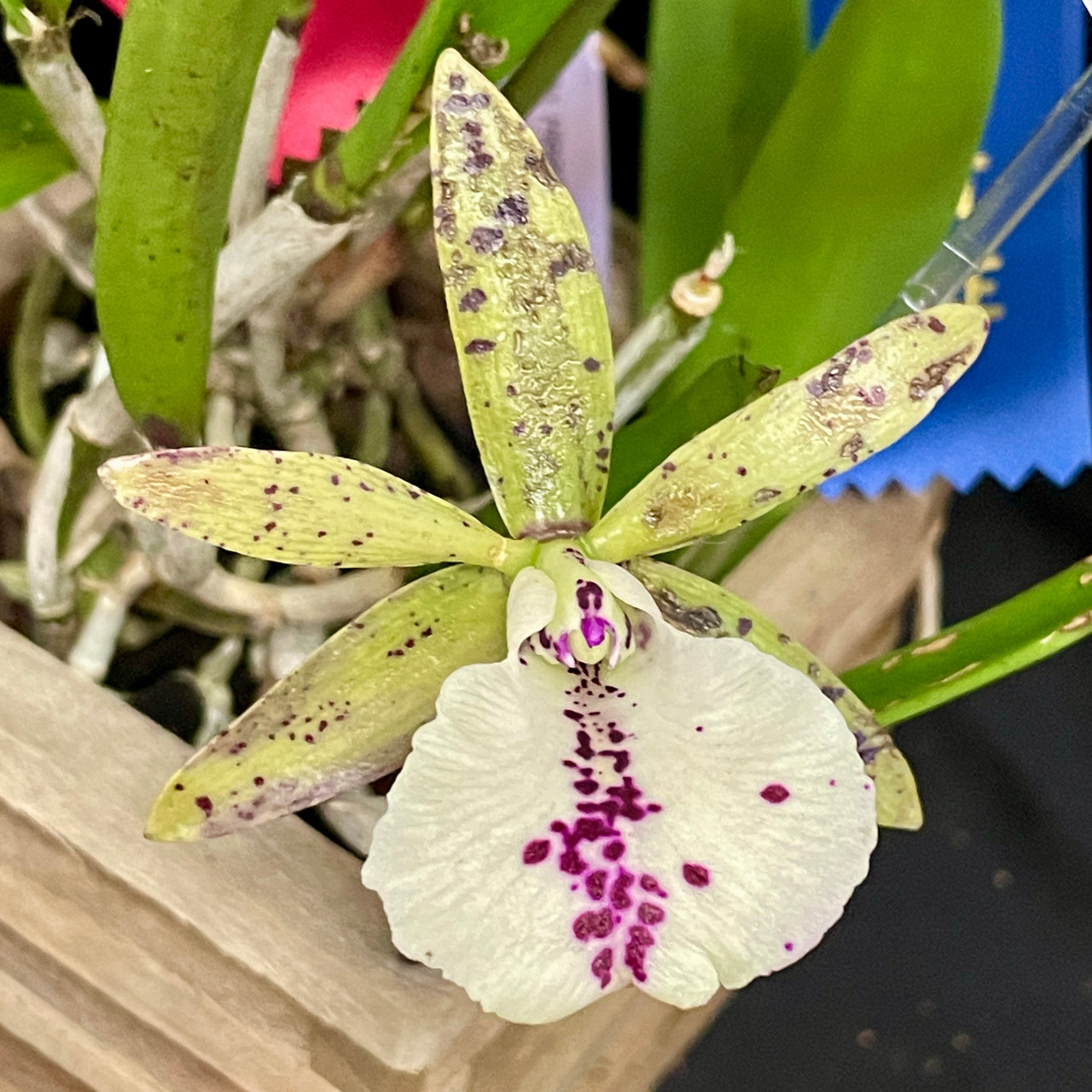 Bc Hippodamia x Ctyh Lime Sherbet | community pot