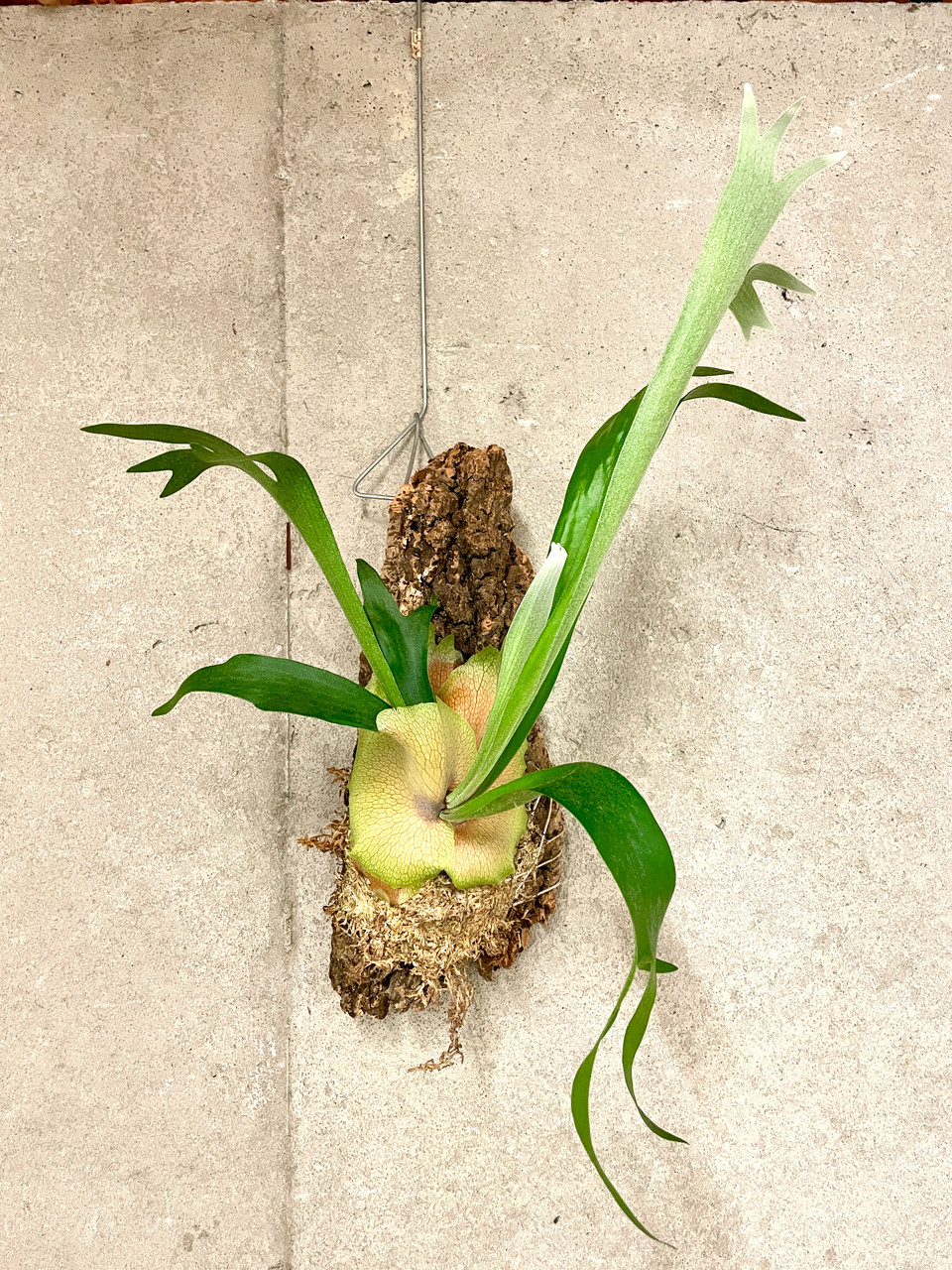 Platycerium SS Foong | rare fern | SapphireChild Orchids