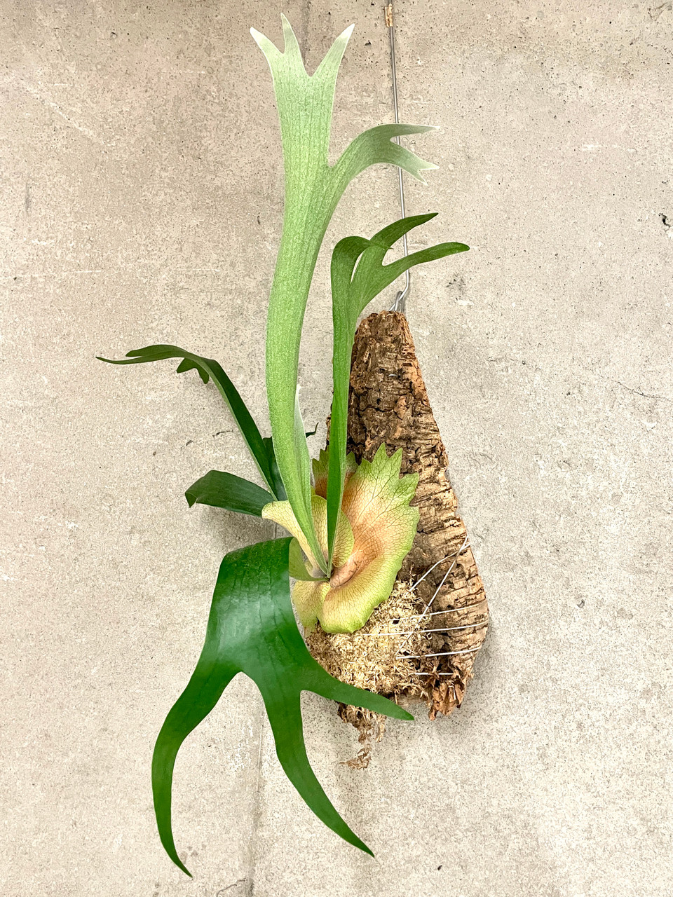 特大　Platycerium SS.Foong Platycerium SS Foong | Welovetropicalplants