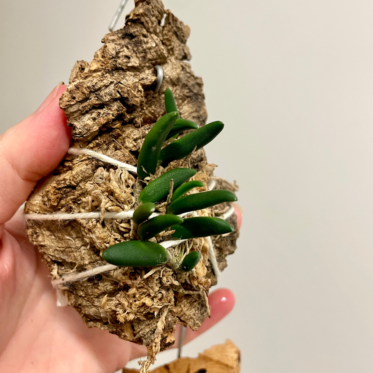 Dendrobium prenticei | SapphireChild Orchids at Julia Redman Art