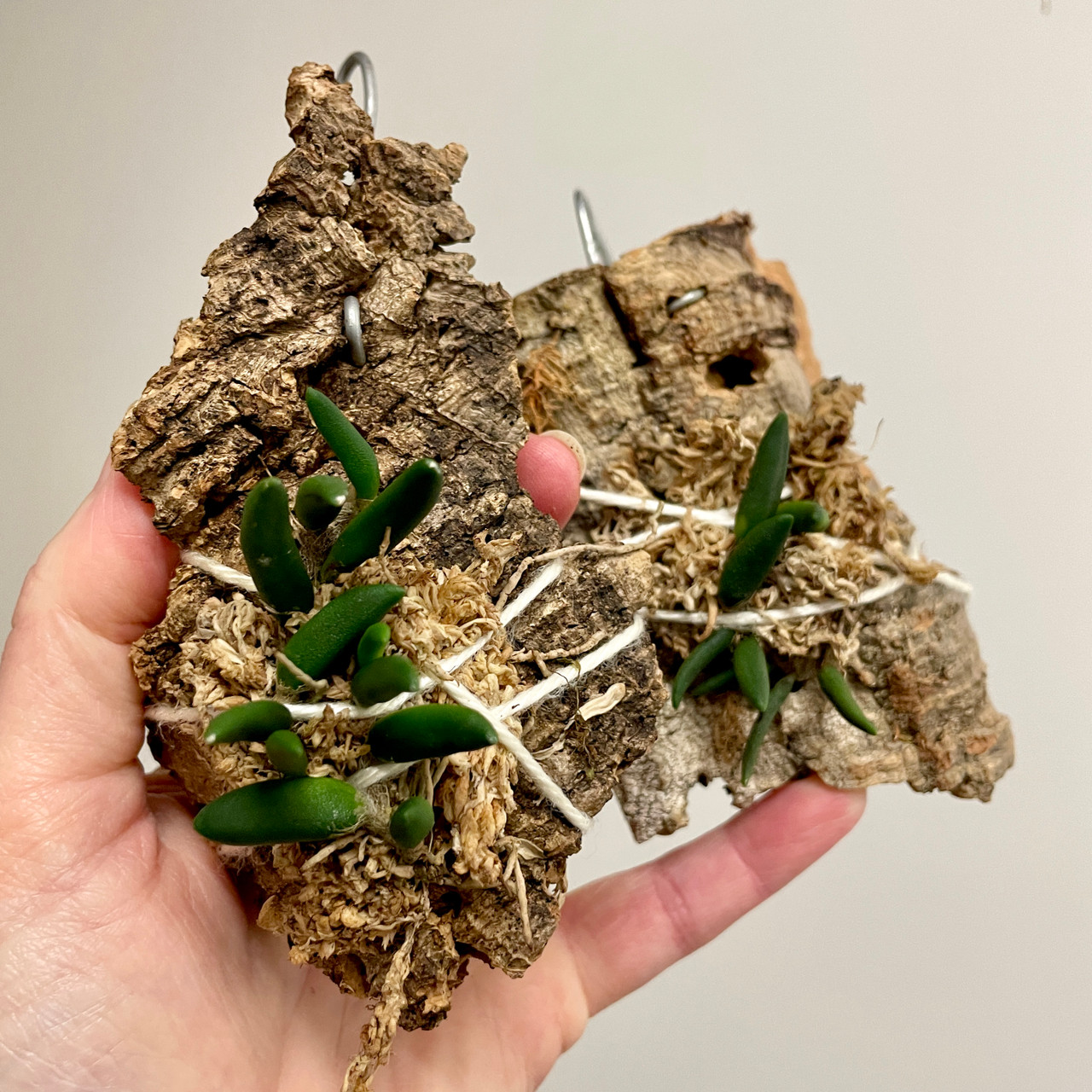Dendrobium prenticei | SapphireChild Orchids at Julia Redman Art
