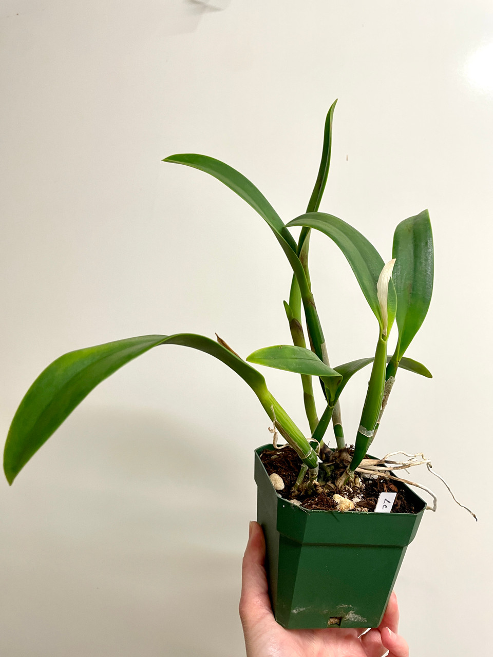 橙花 *̣̩⋆̩ Ctt Blazng Treat | SapphireChild Orchids at Julia Redman Art