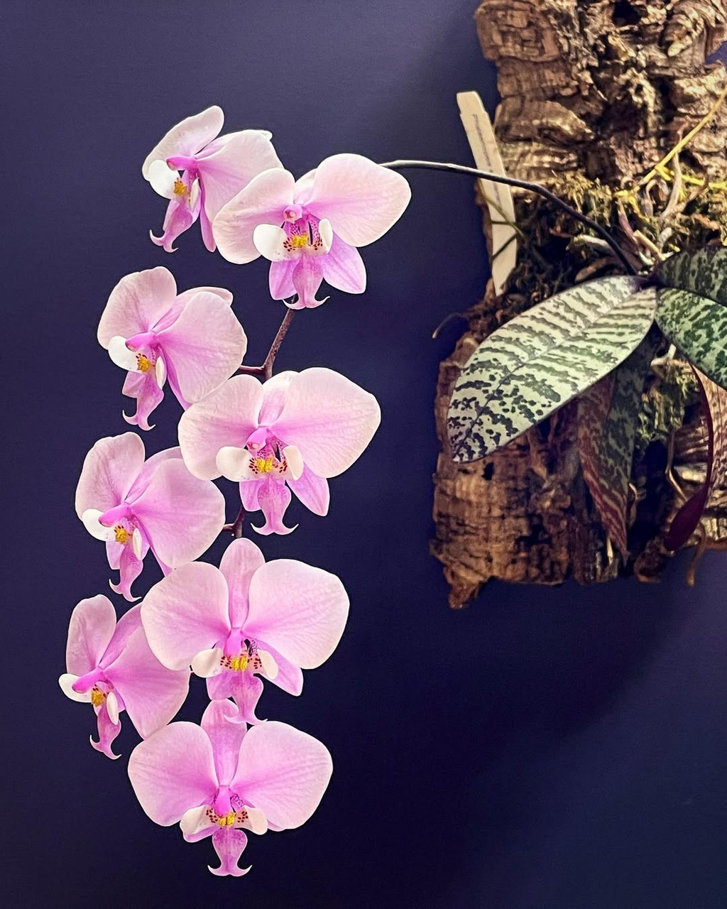 Phal schilleriana silver leaf | SapphireChild Orchids at Julia