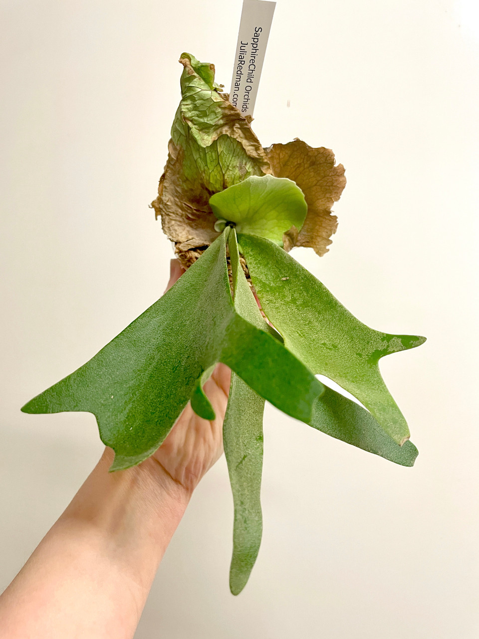 Platycerium willinckii 'Hsu Da' | rare fern | SapphireChild Orchids