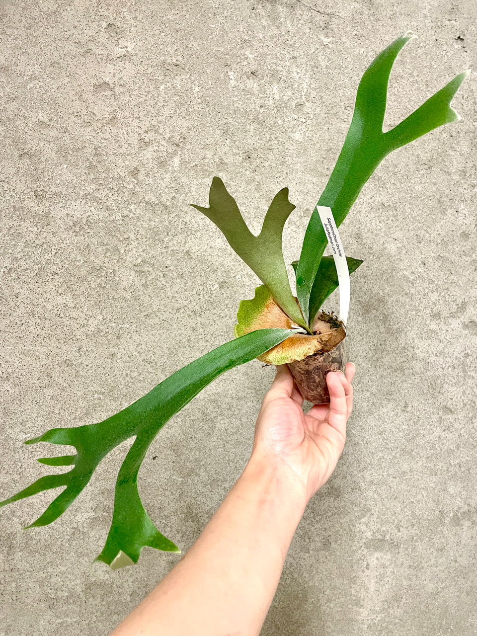 Platycerium willinckii 'Hsu Da' | rare fern | SapphireChild Orchids