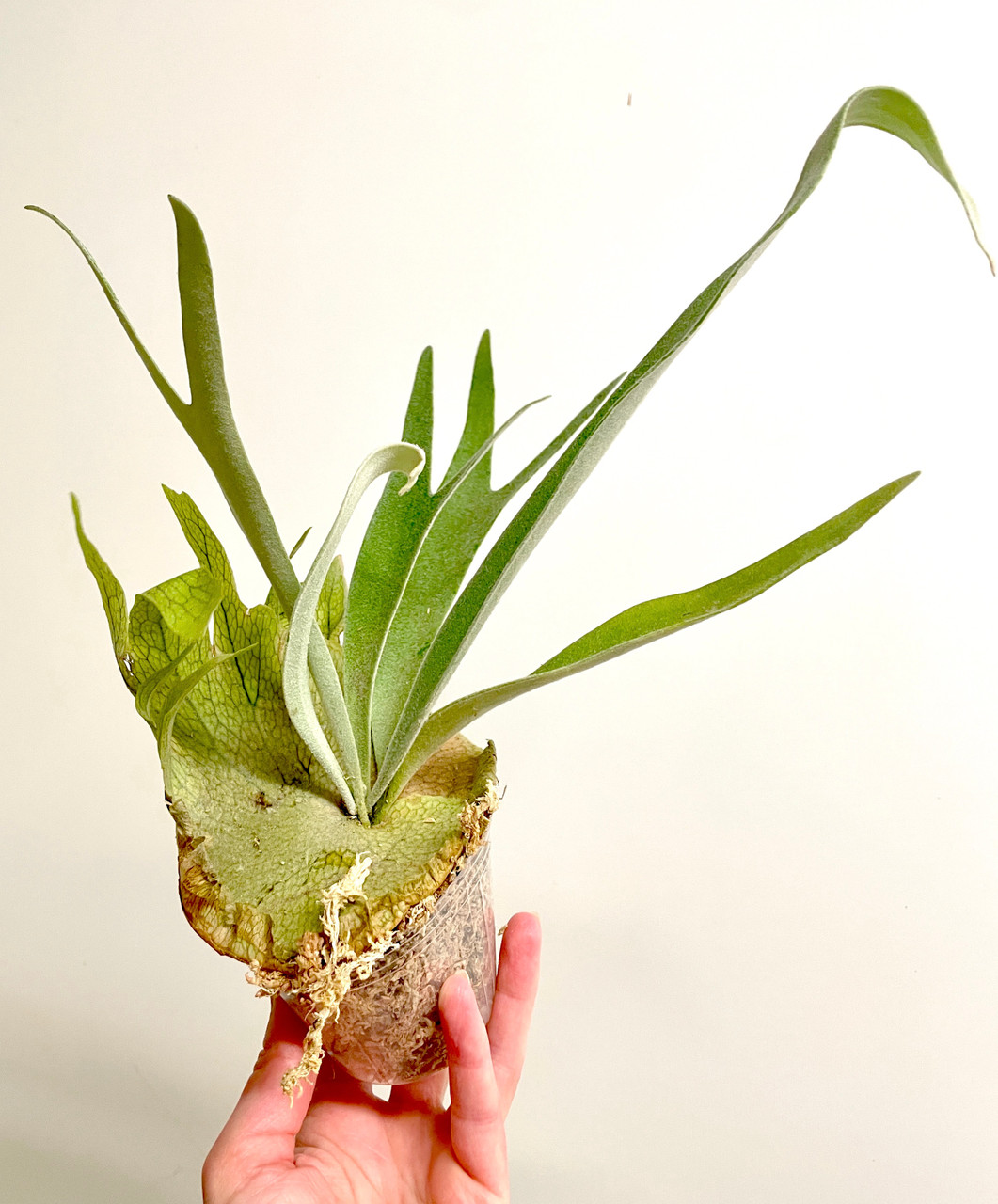 Platycerium veitchii (wild) x willinckii 'South Pole Star' rare