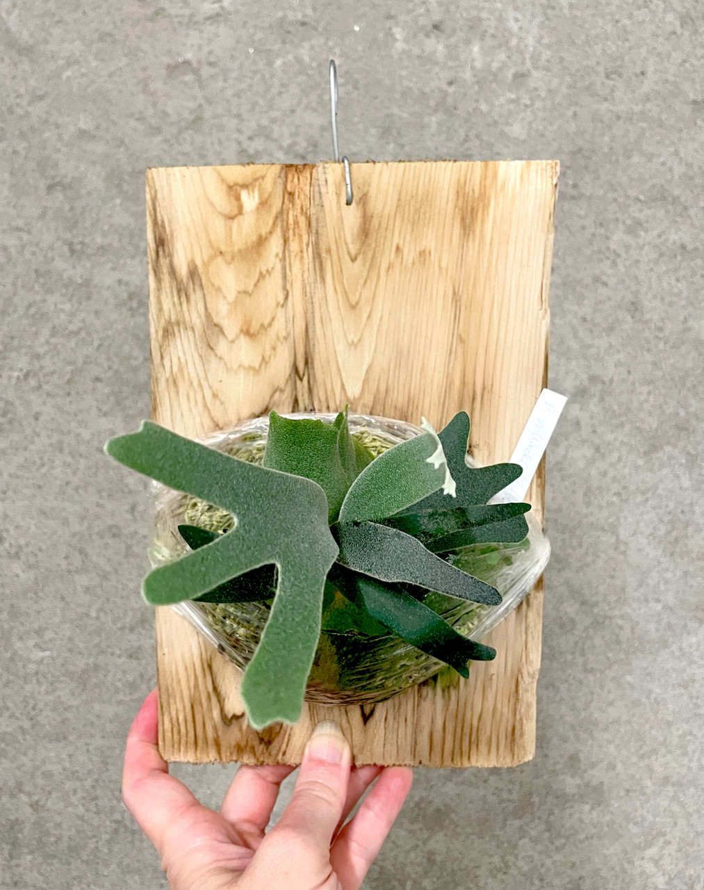 Platycerium willinckii 'Bacteria' | mounted super dwarf rare fern