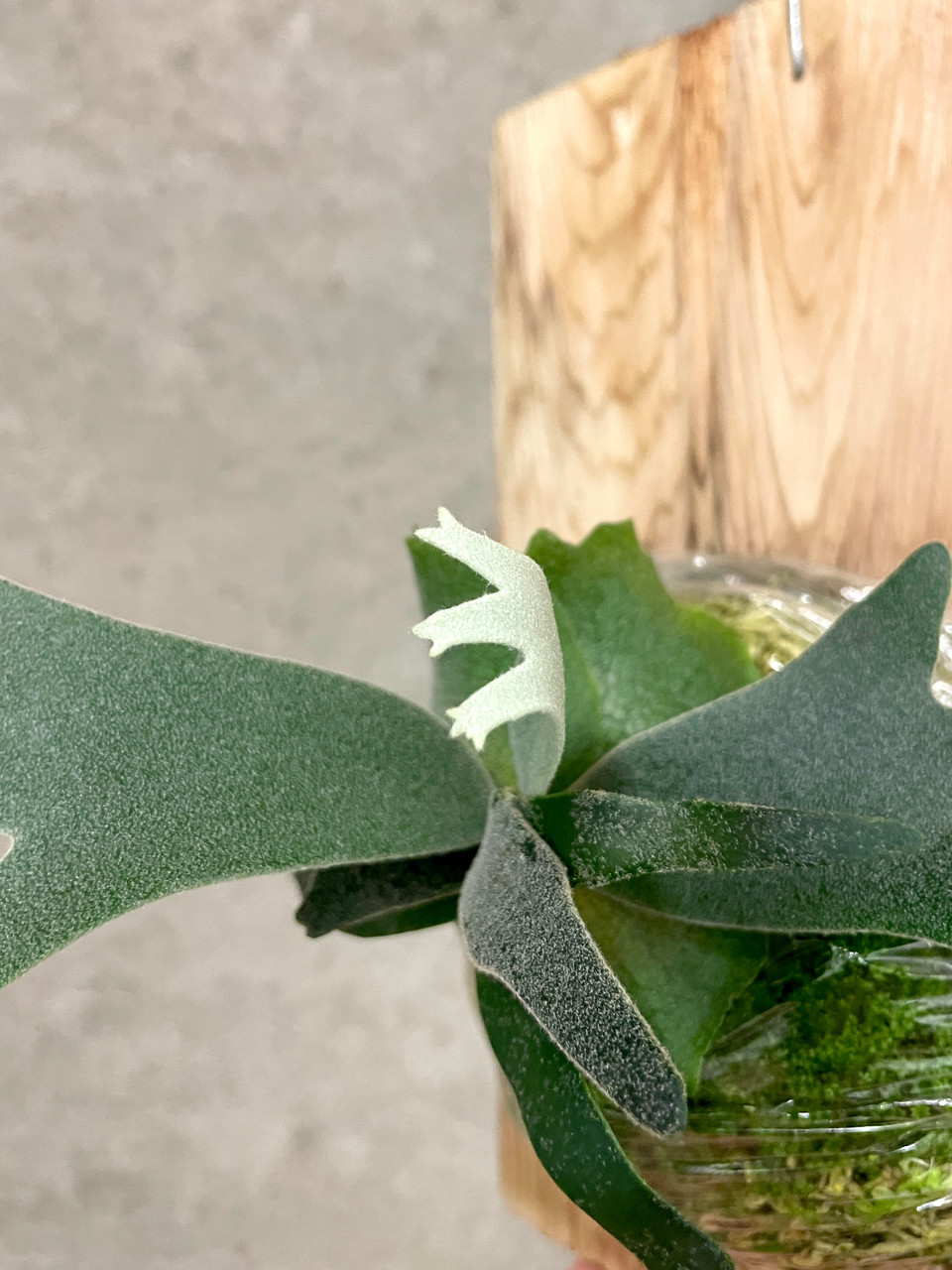 Platycerium willinckii 'Bacteria' | mounted super dwarf rare fern