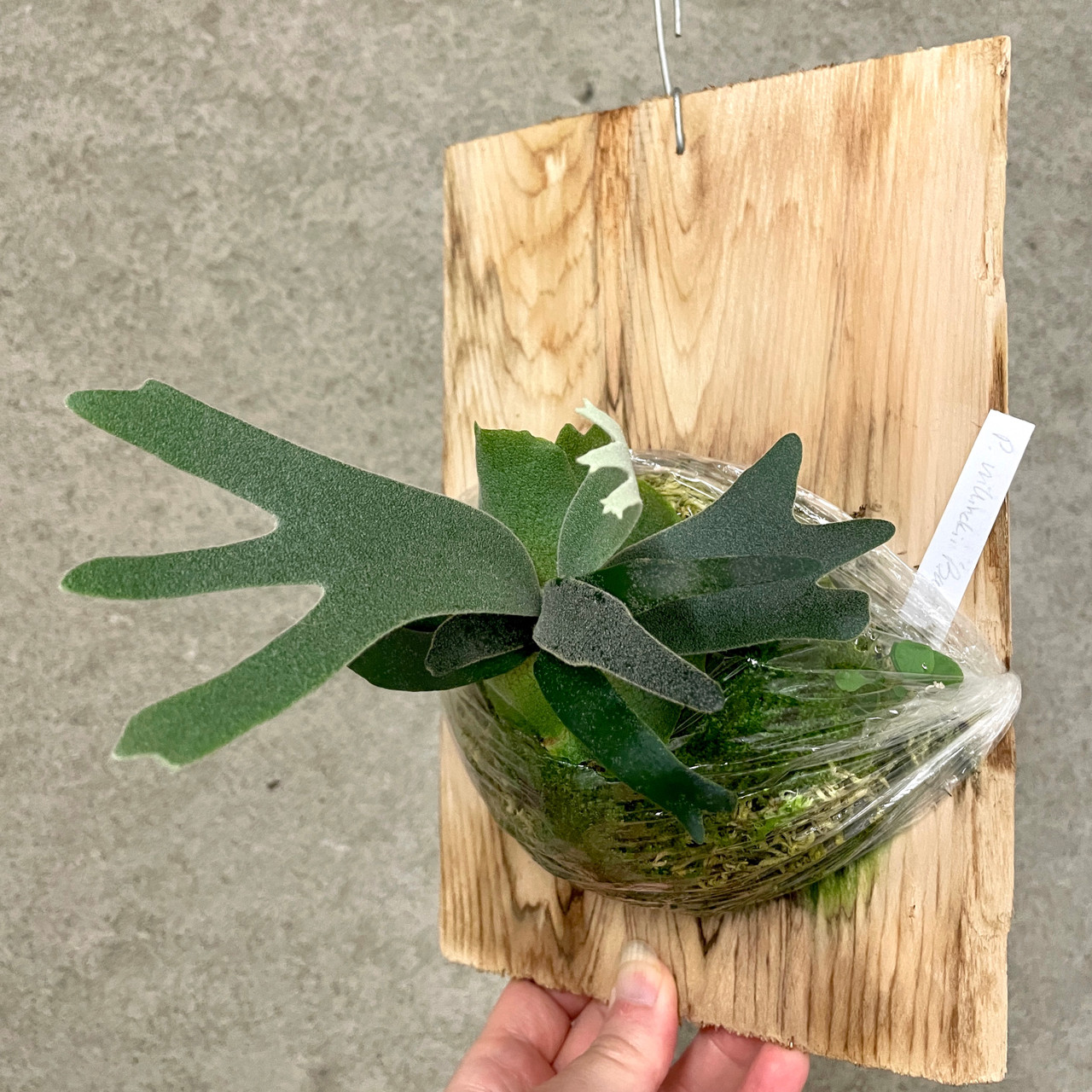 Platycerium willinckii 'Bacteria' | mounted super dwarf rare fern