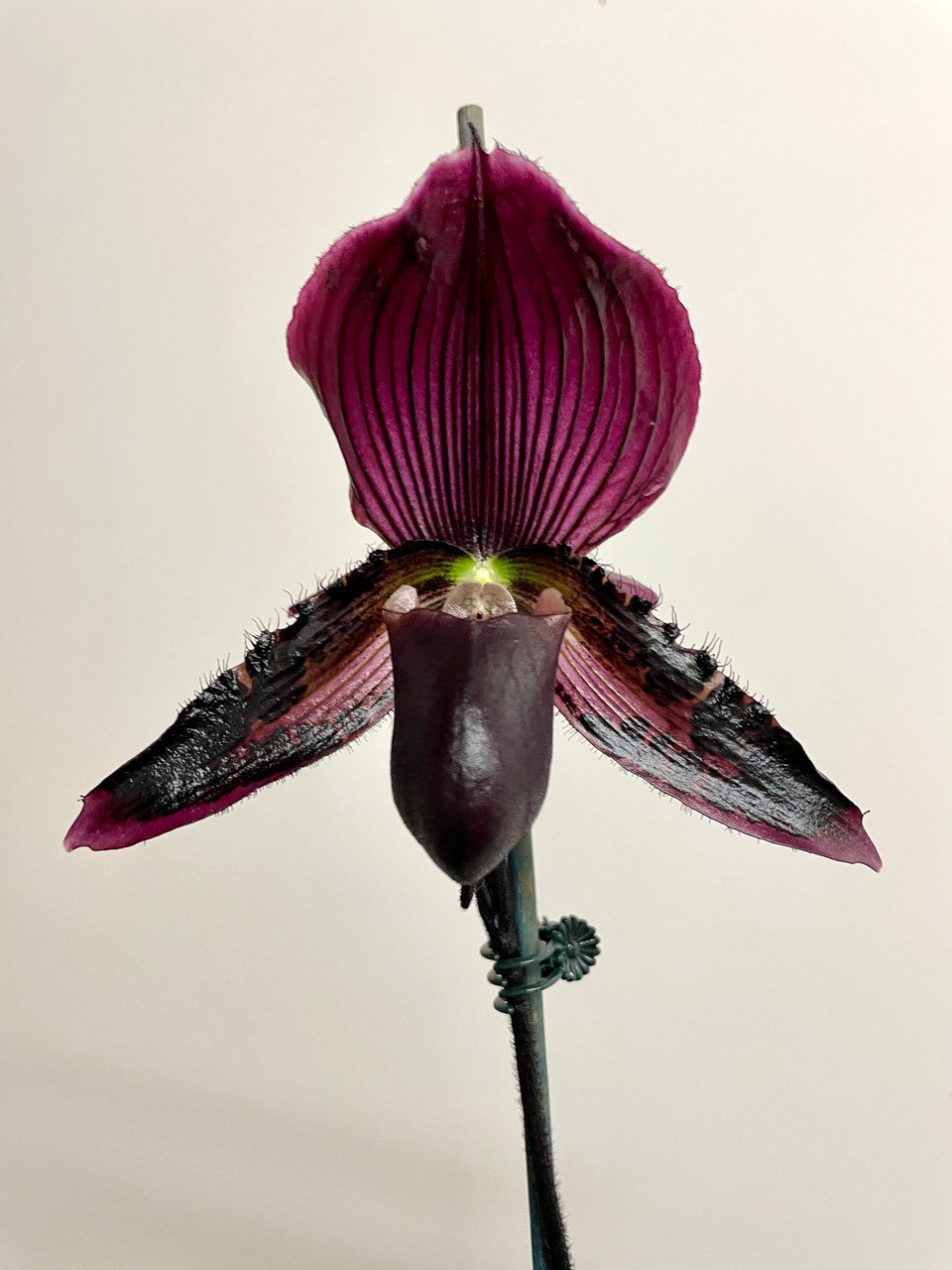 Paphiopedilum (Chou-yi Rubyweb x Hsinying Macasar