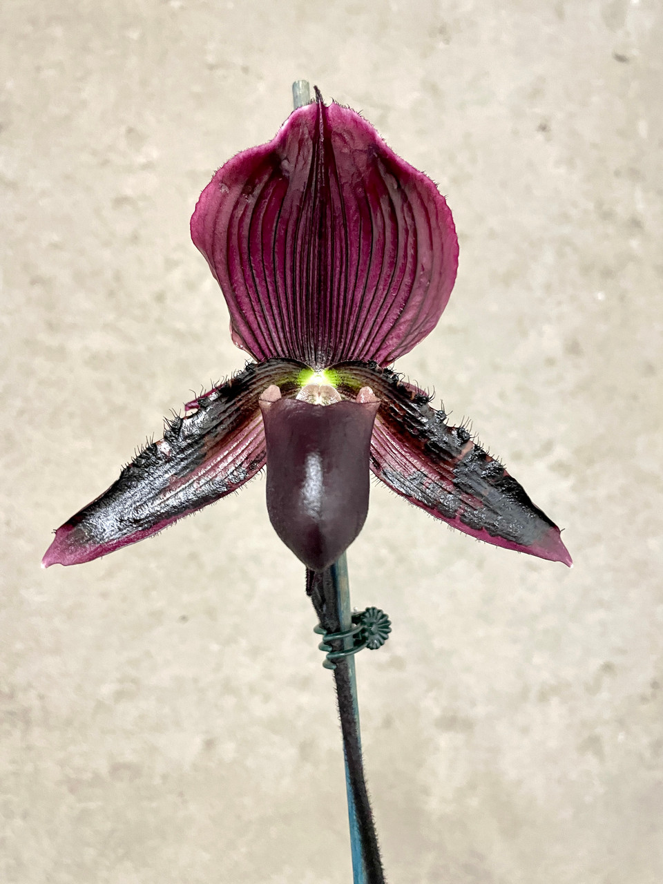 Paphiopedilum (Chou-yi Rubyweb x Hsinying Macasar) | SapphireChild