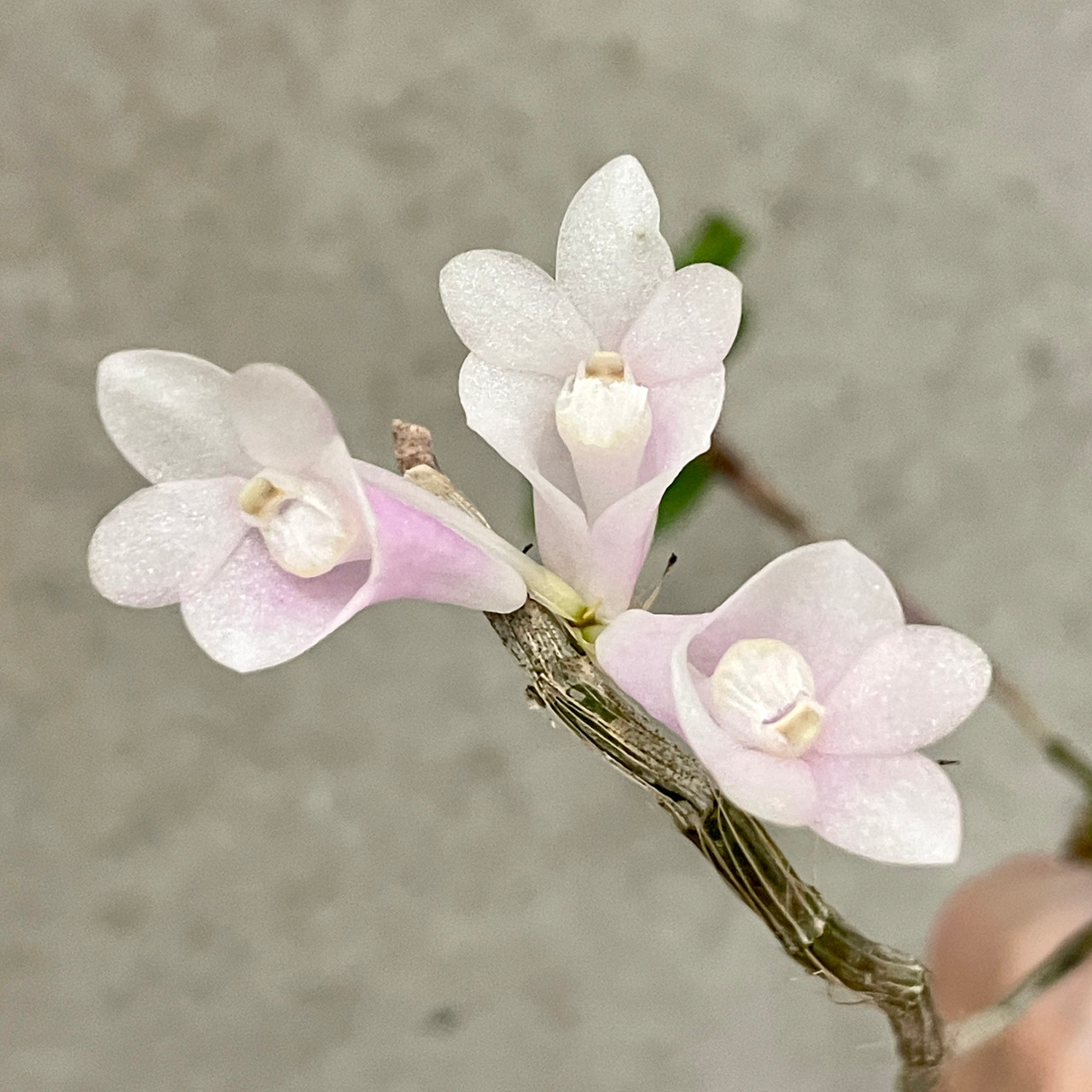 Dendrobium Tropic Pastel (aphanochilum x chrysopterum