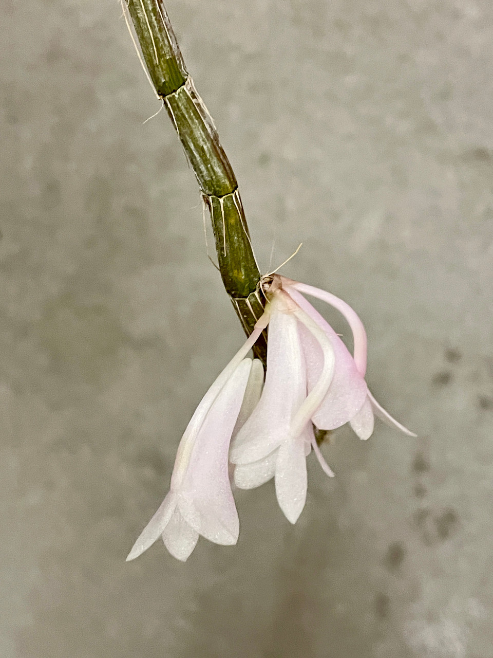Dendrobium Tropic Pastel (aphanochilum x chrysopterum