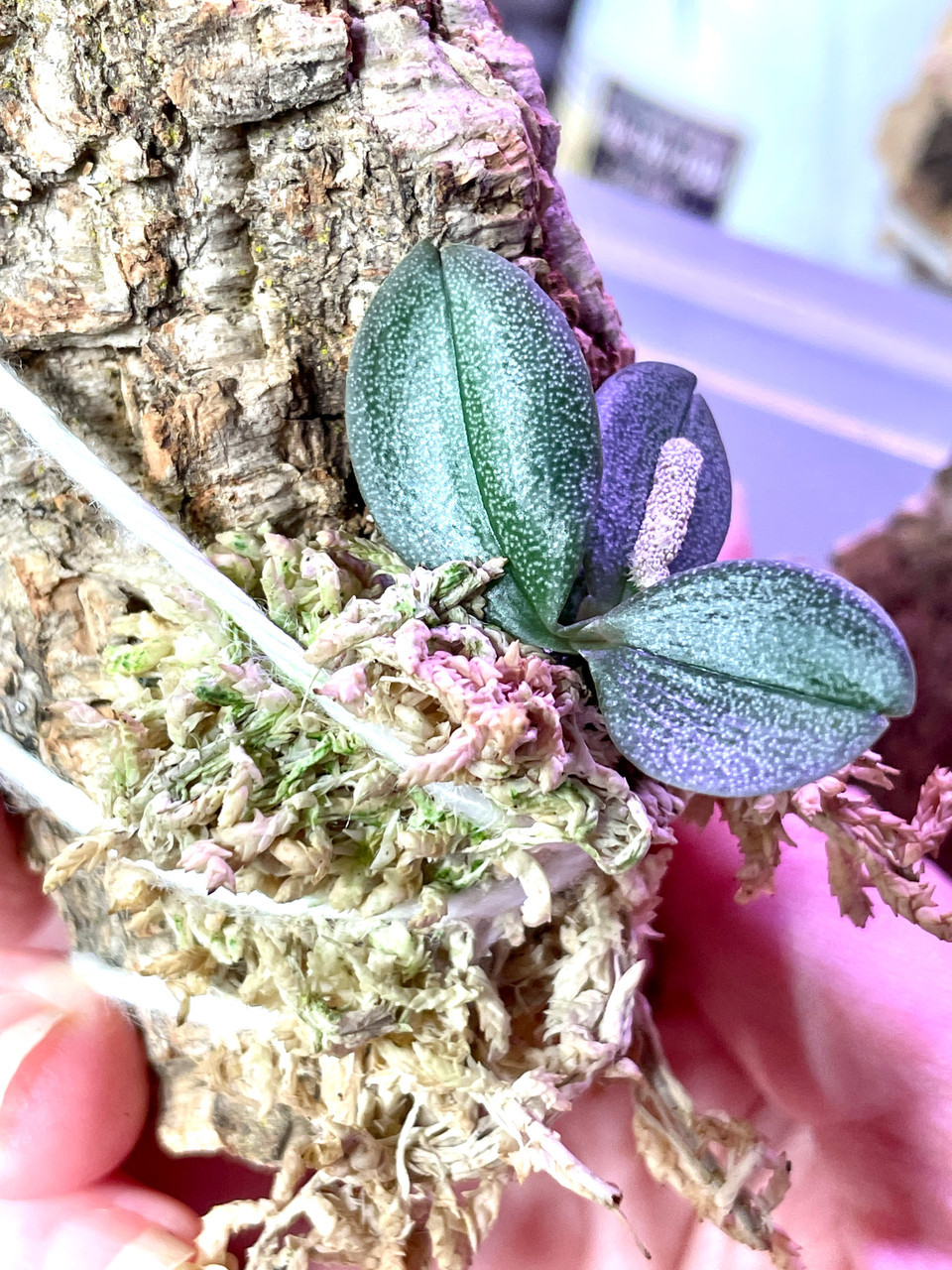 Aerangis punctata | SapphireChild Orchids at Julia Redman Art