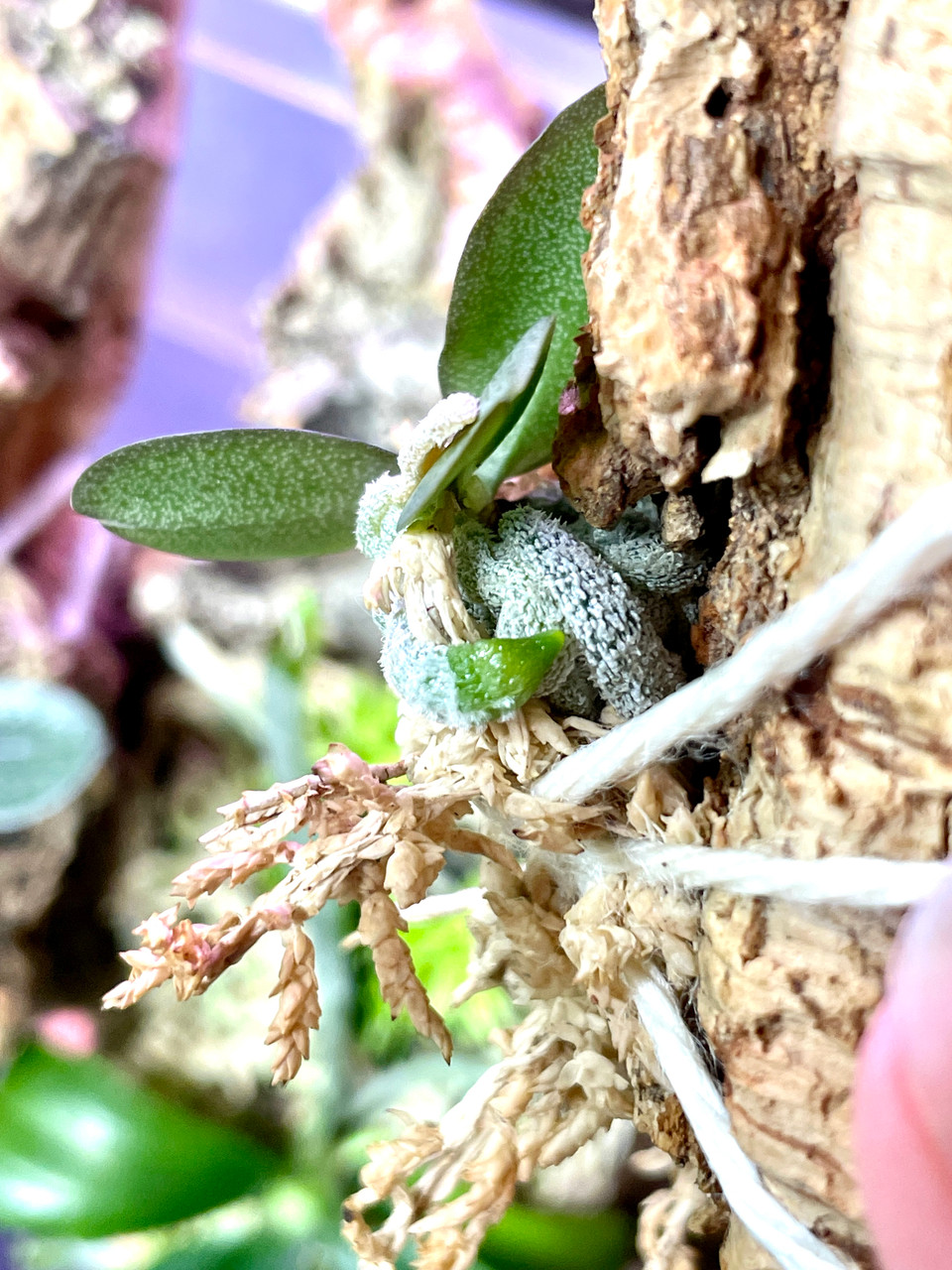 Aerangis punctata | SapphireChild Orchids at Julia Redman Art