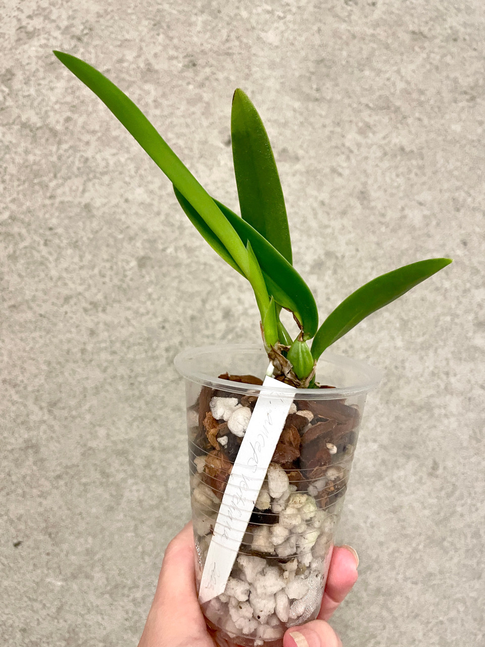 Laelia anceps veitchiana | SapphireChild Orchids at Julia Redman Art